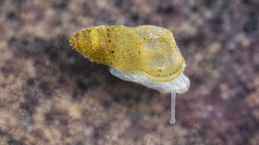India's Counterpart: Meet China's Blind Cave Snail with Transparent Shell