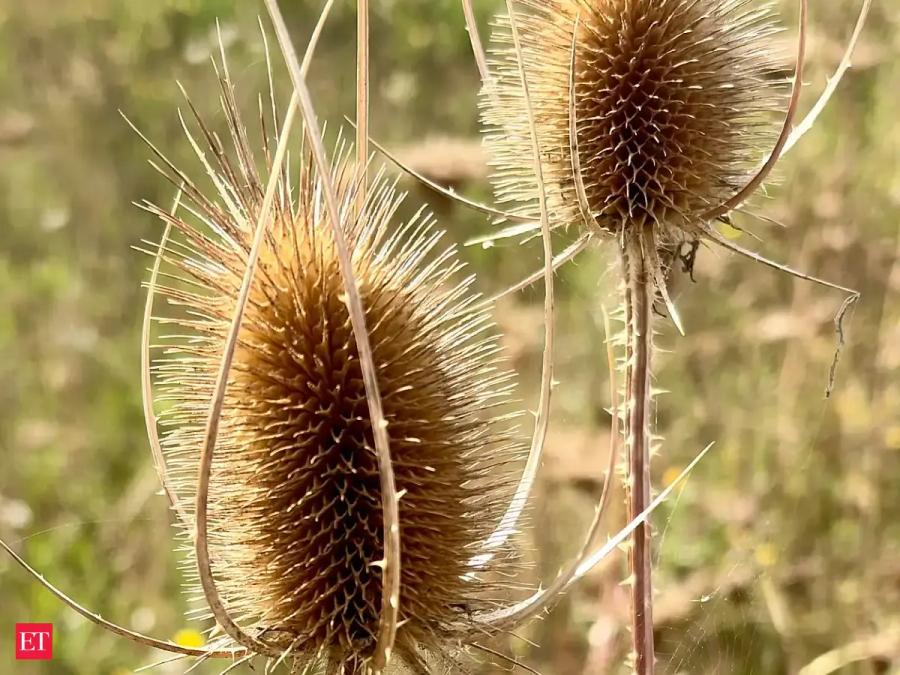 Teasel Invasion: From 18th Century Fashion to 21st Century Weed
