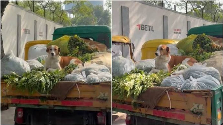बेंगलुरू : मांसाहारी प्रिय दोस्ताने वेगवेगळ्या वांग्यांवर घालवले बाळवासे