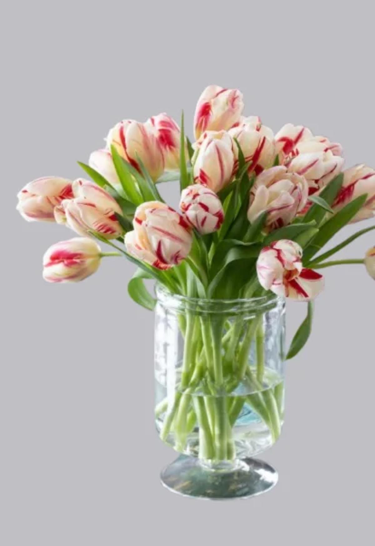 Beautiful red and white tulips
