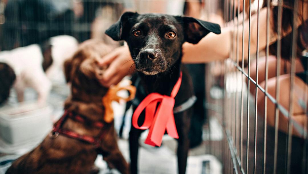 Little dog with a bow on it's neck, getting pets.