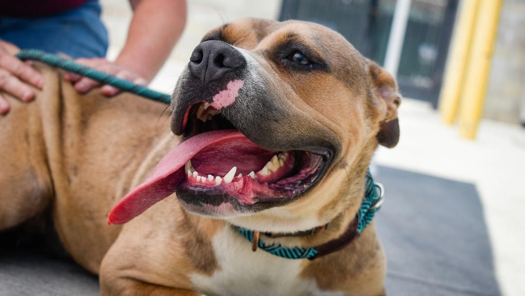 A brown and white shorthaired dog sitting down with their tongue out.