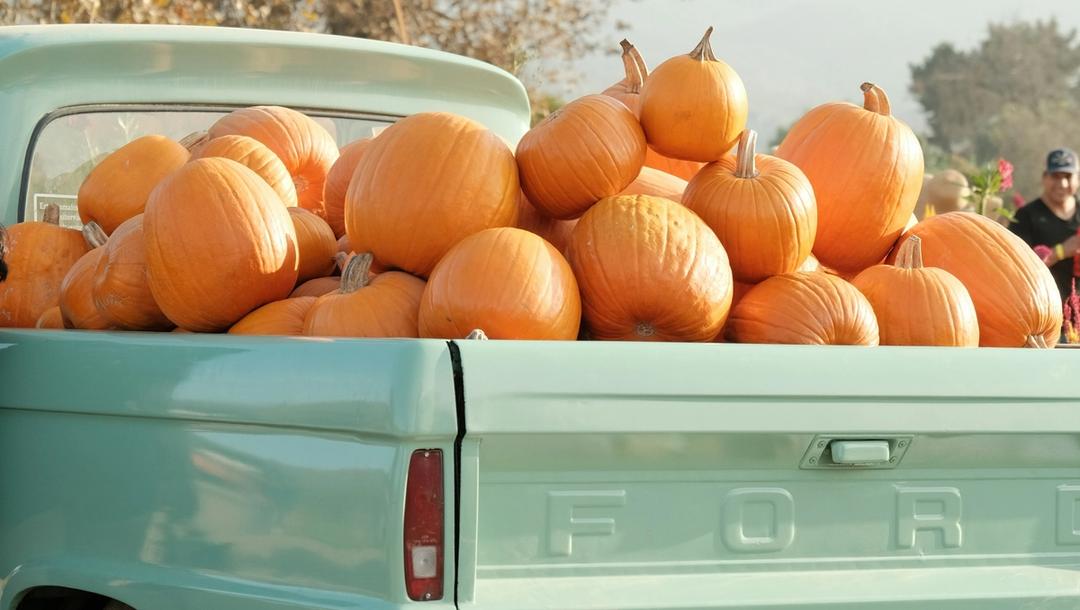 An old green pickup truck with its bed filled with pumpkins.