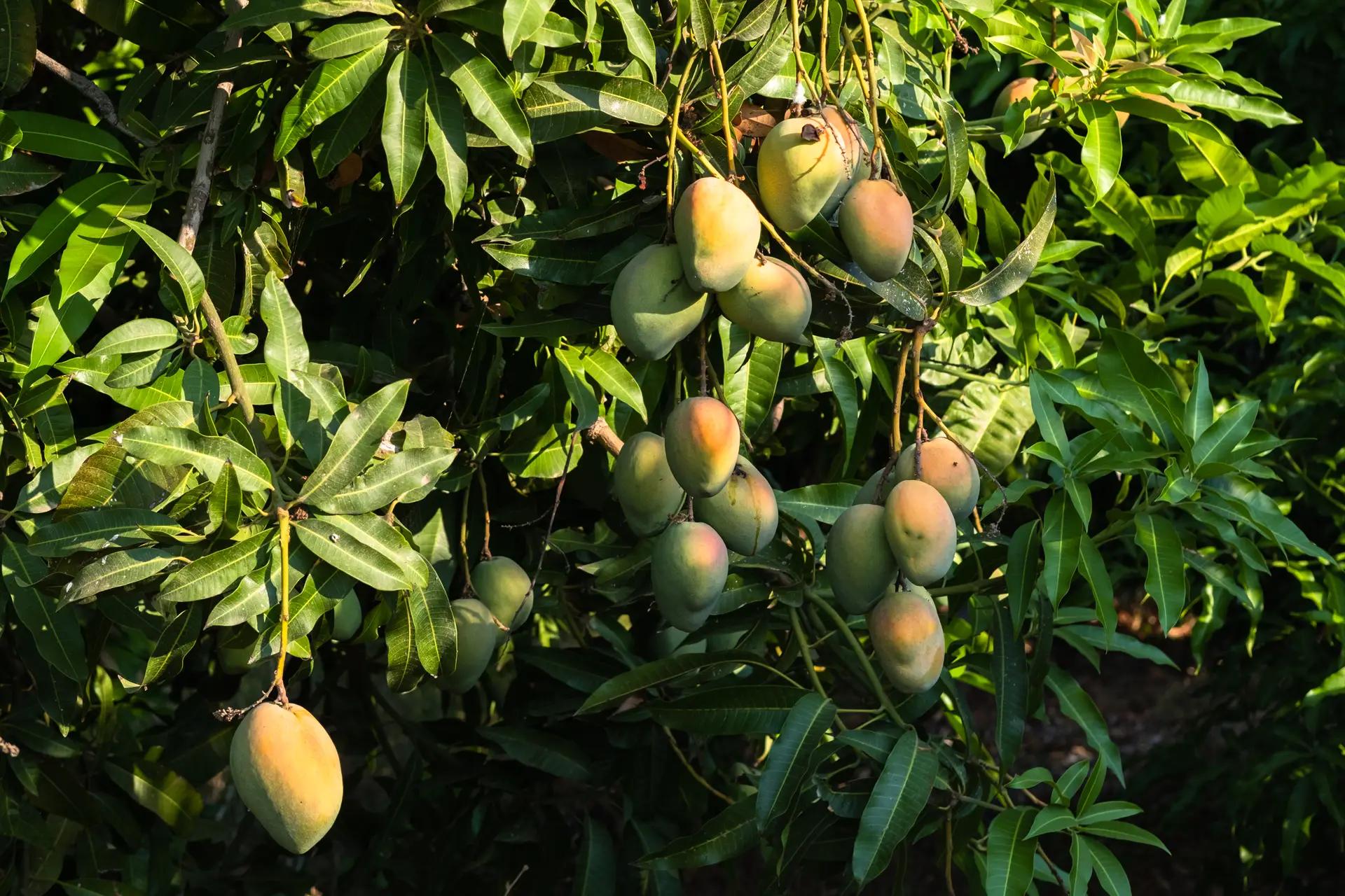 Mangoes hanging on a tree - picture taken by Anna-Maria Weinhold