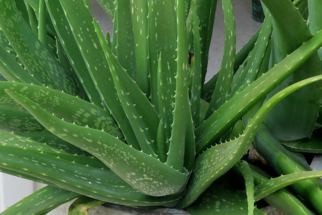 Aloe vera plant