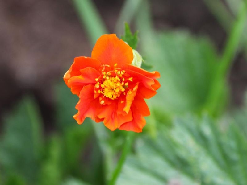A community garden funded by a local grant