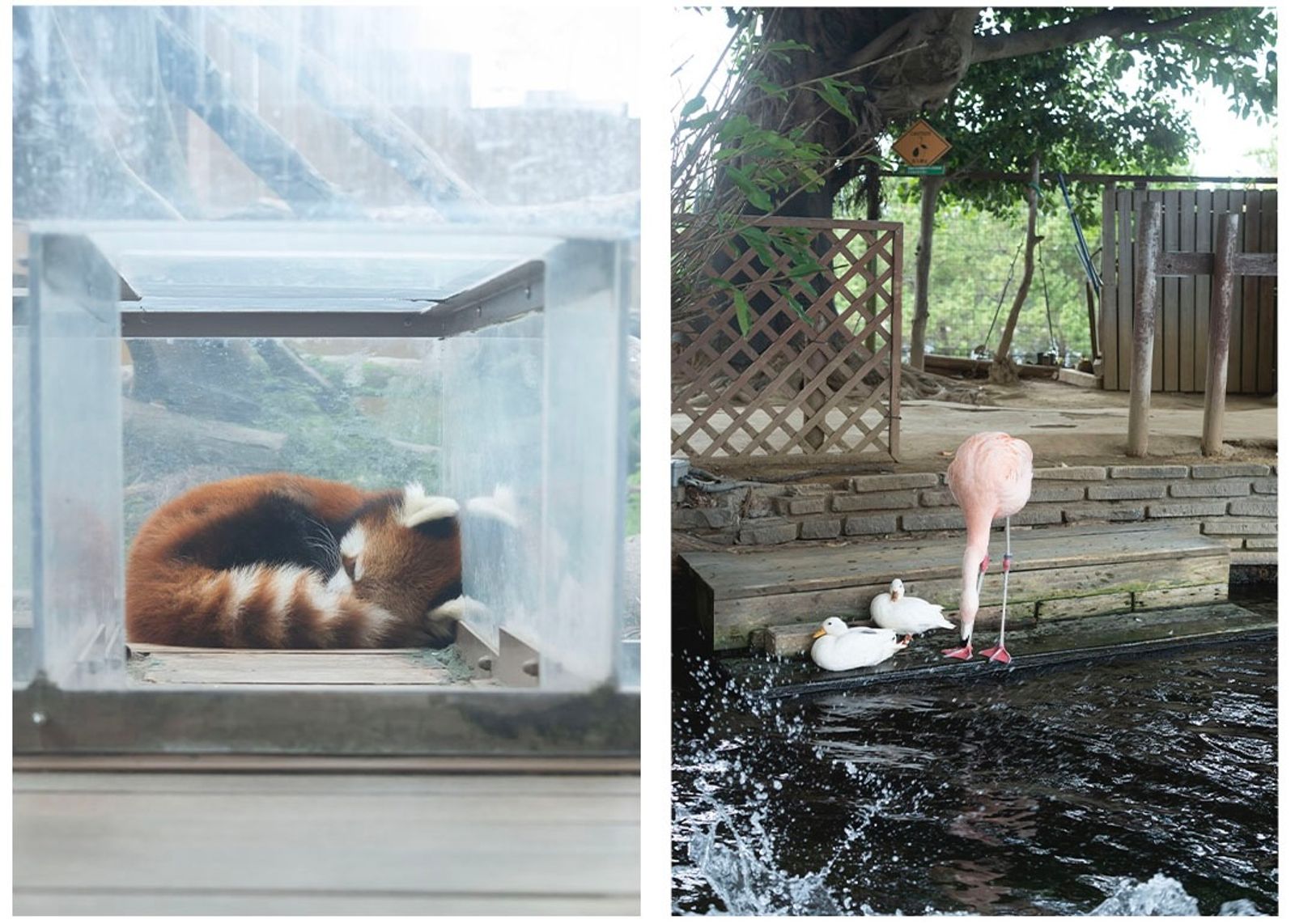 寝ているレッサーパンダ、フラミンゴ、アヒル