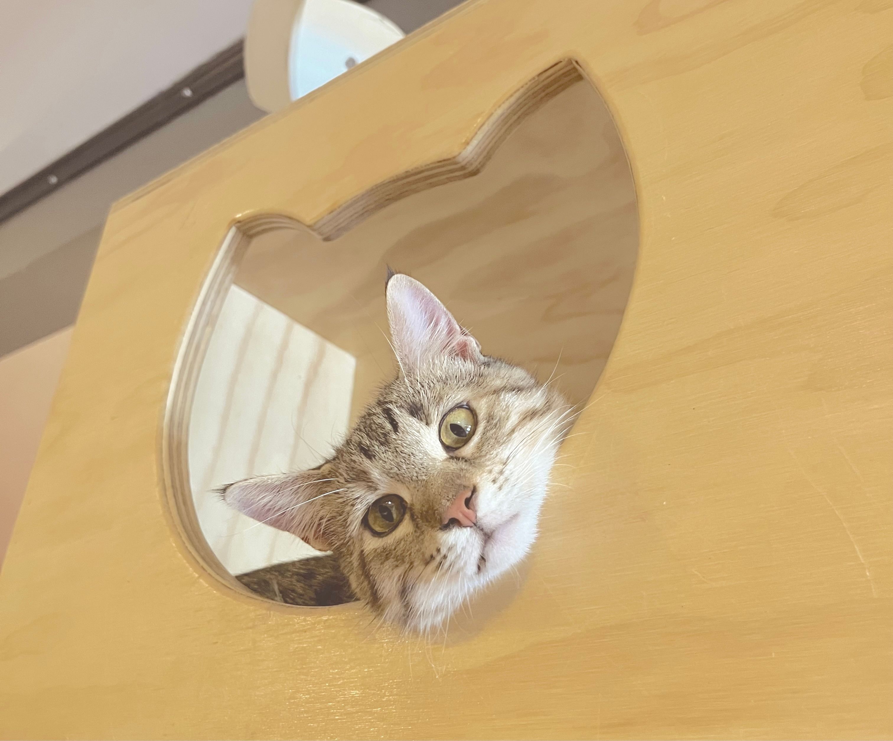 保護猫と触れ合えるアメリカ・デンバーの猫カフェ