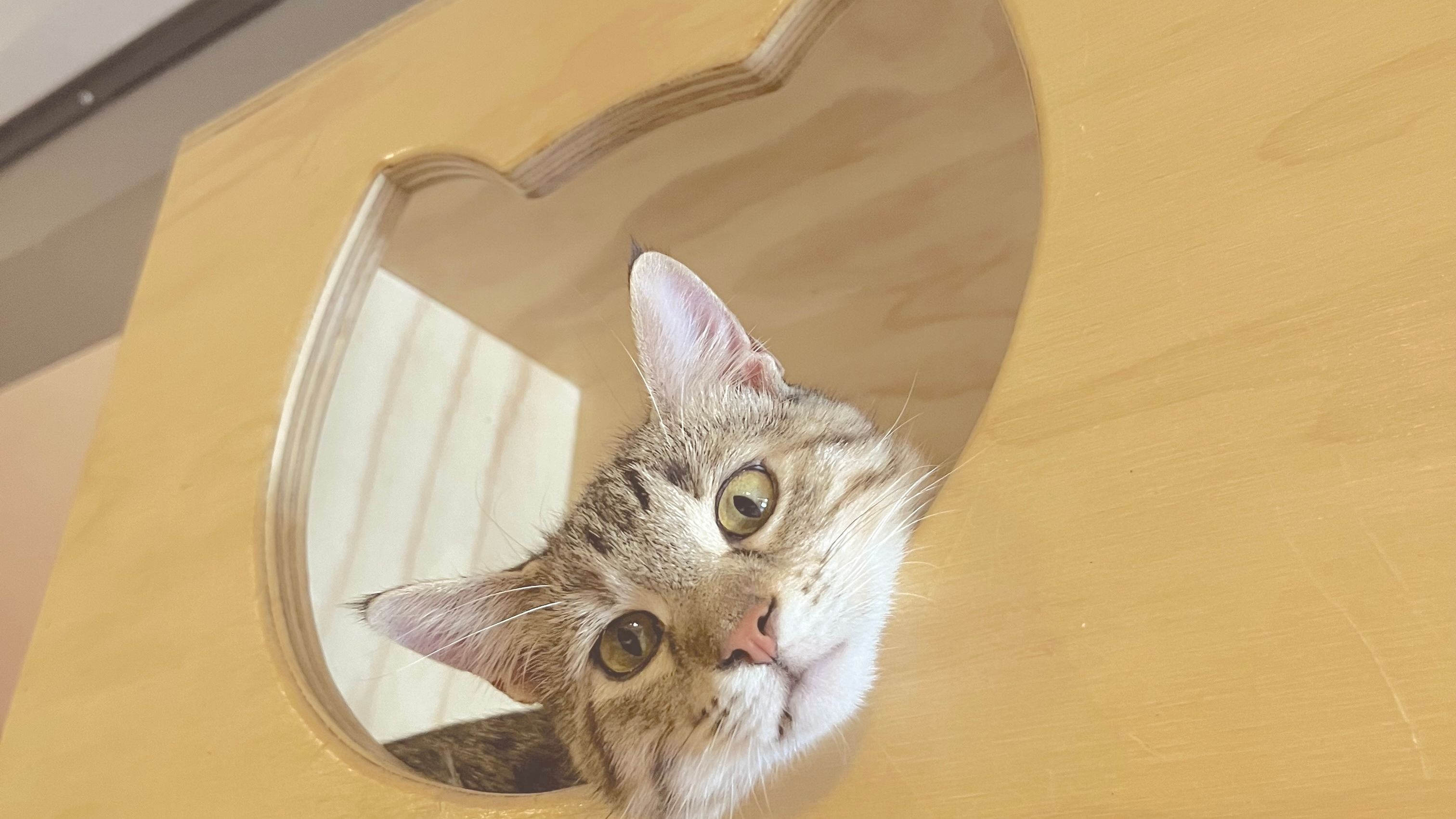 保護猫と触れ合えるアメリカ・デンバーの猫カフェ