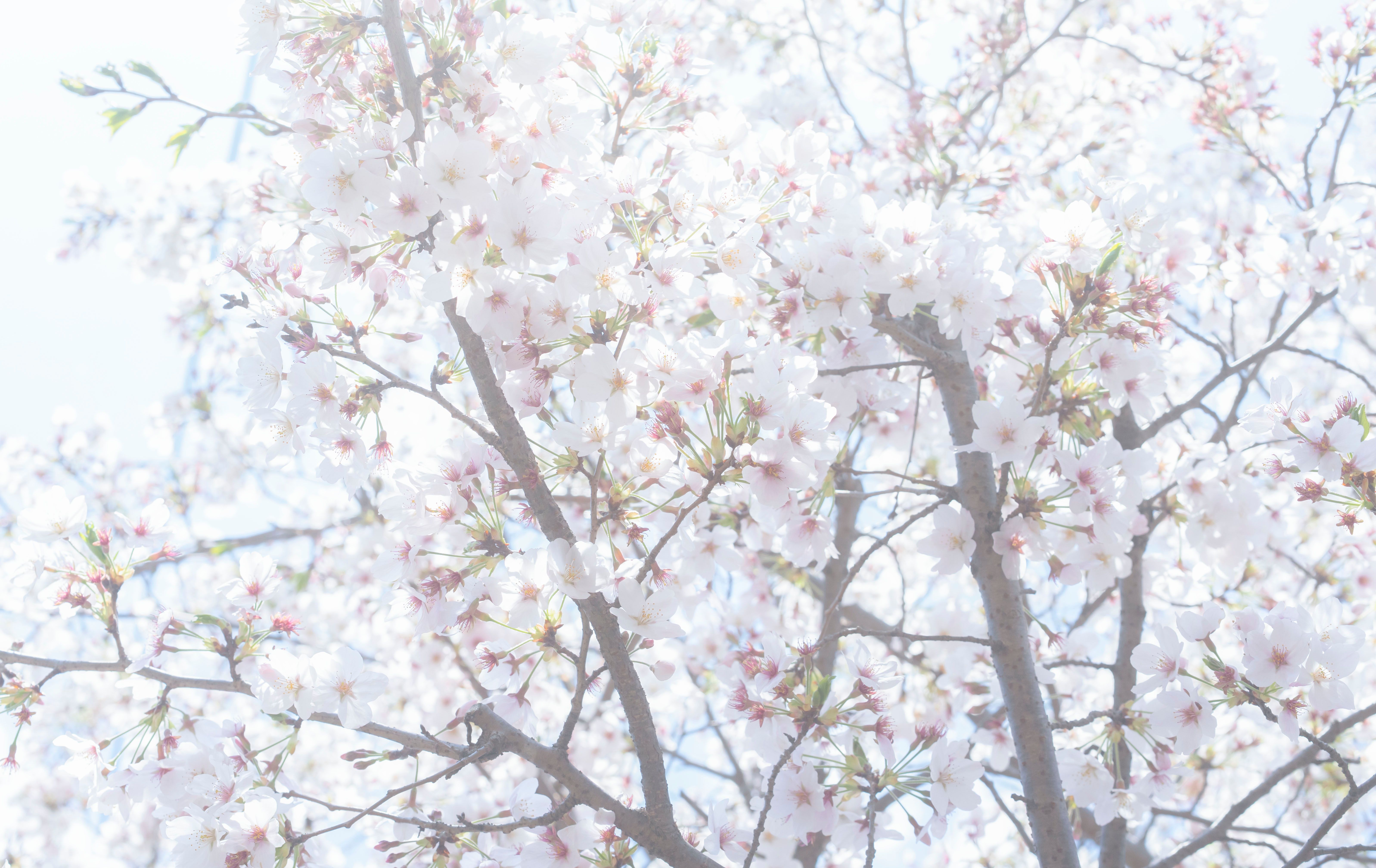 blooming cherry blossoms
