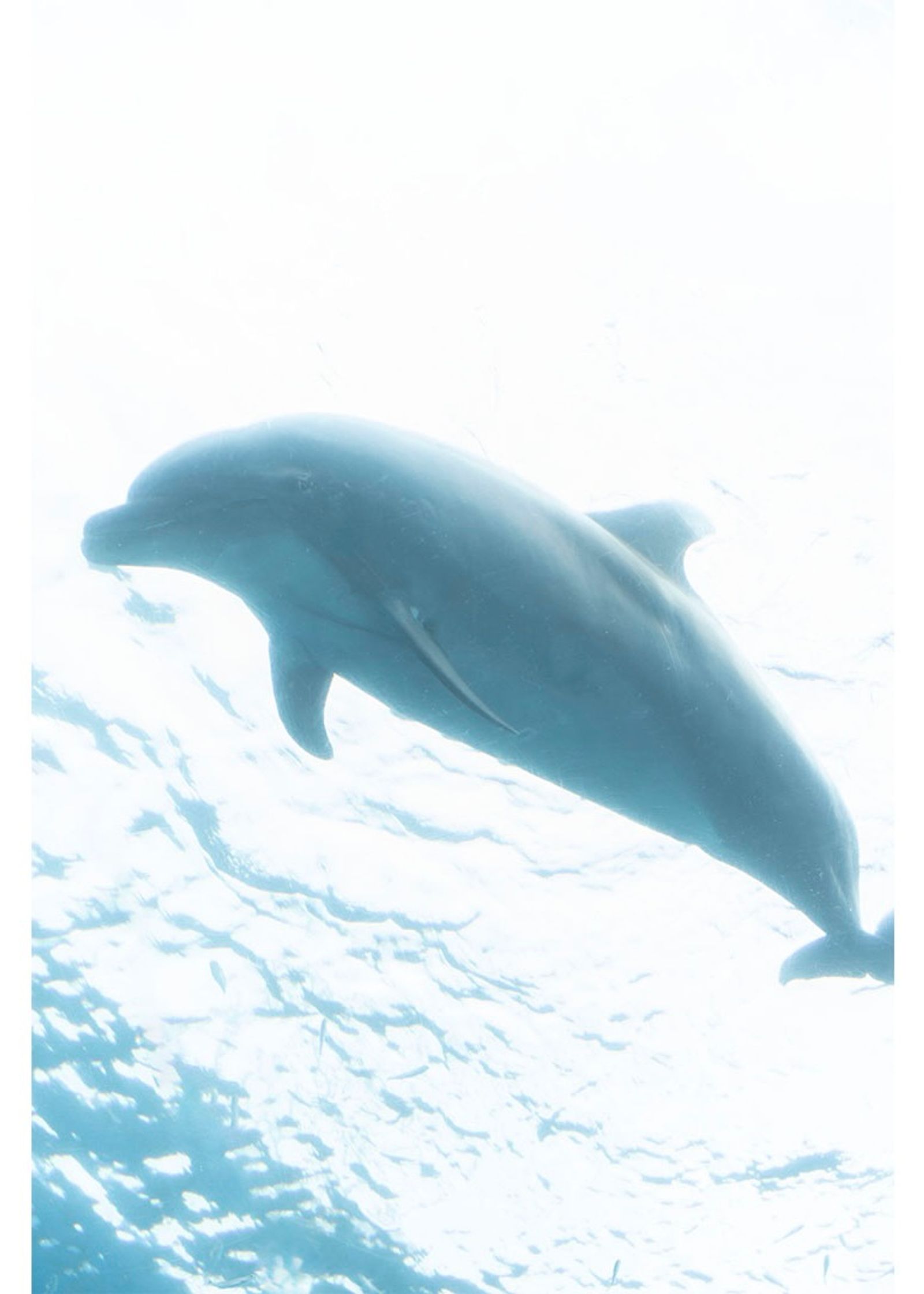 可愛いバンドウイルカ