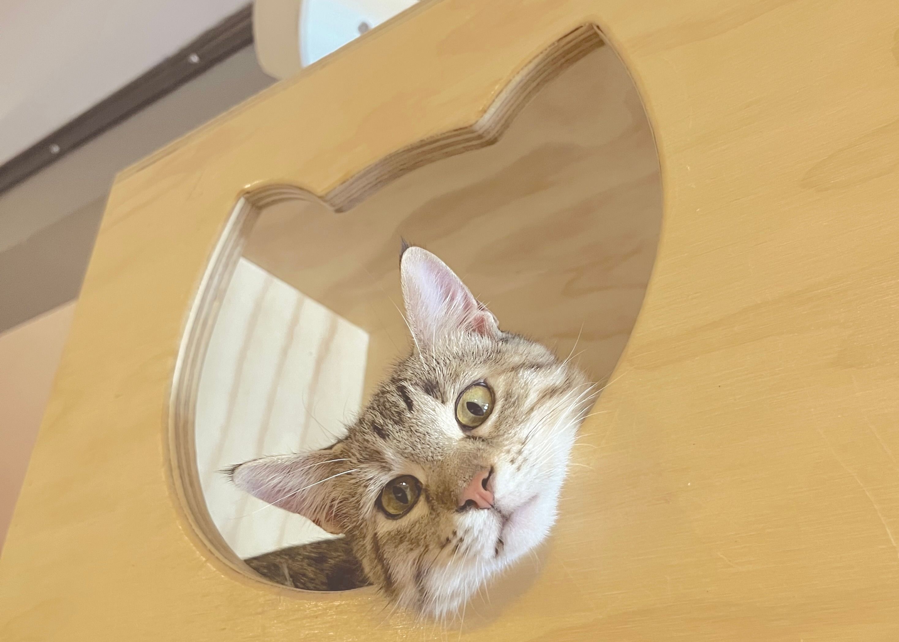 保護猫と触れ合えるアメリカ・デンバーの猫カフェ
