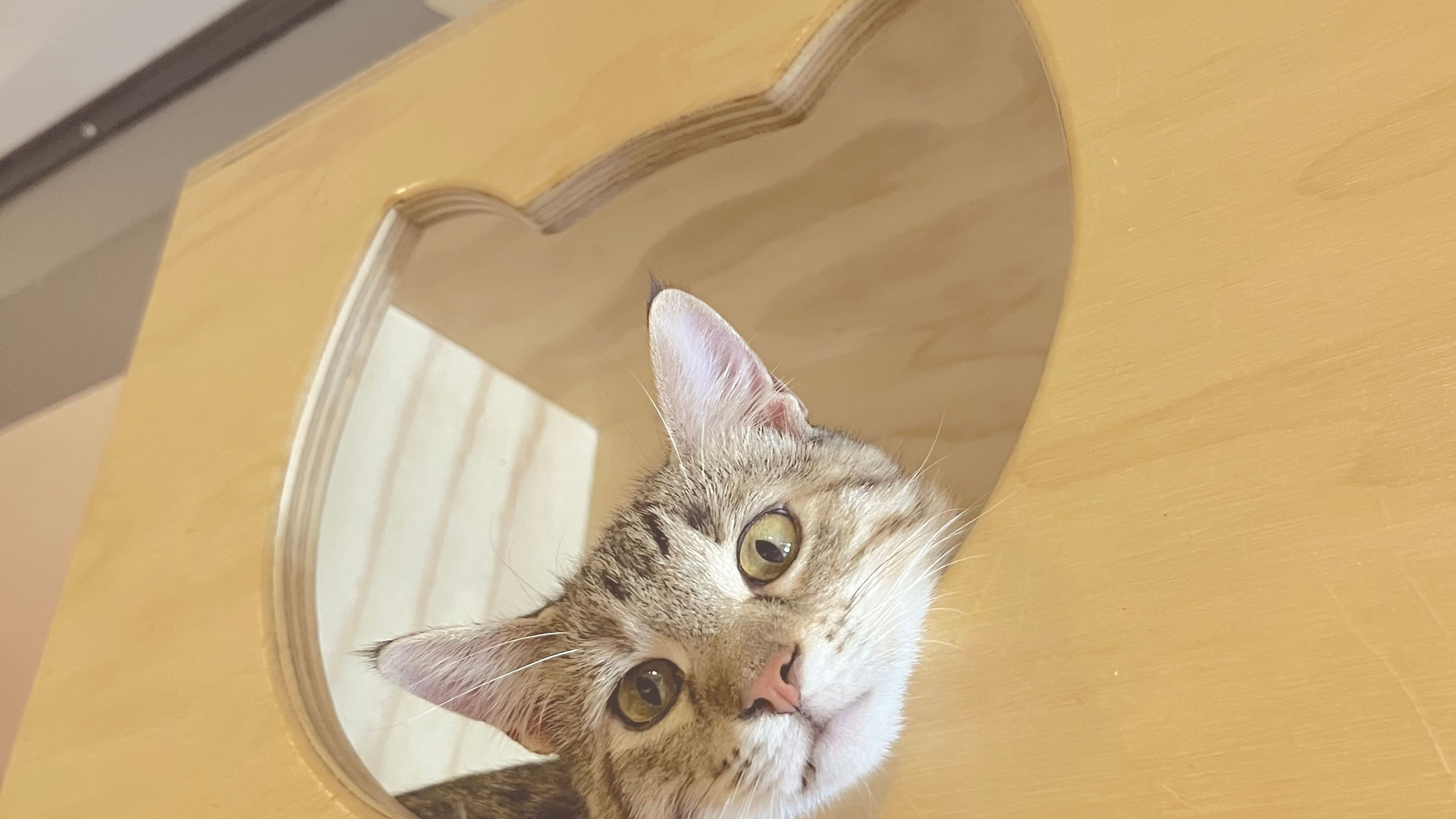 保護猫と触れ合えるアメリカ・デンバーの猫カフェ
