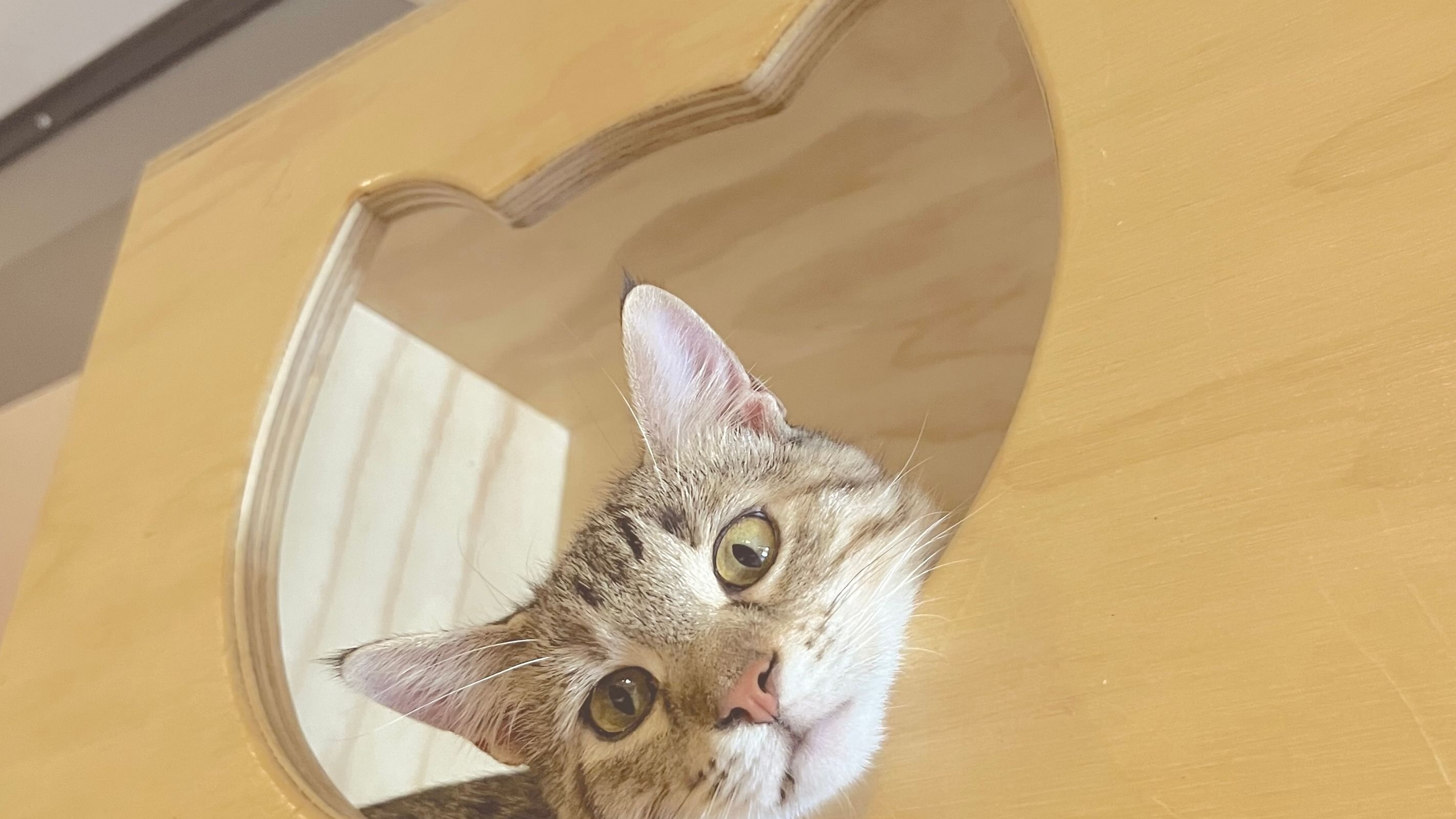 保護猫と触れ合えるアメリカ・デンバーの猫カフェ