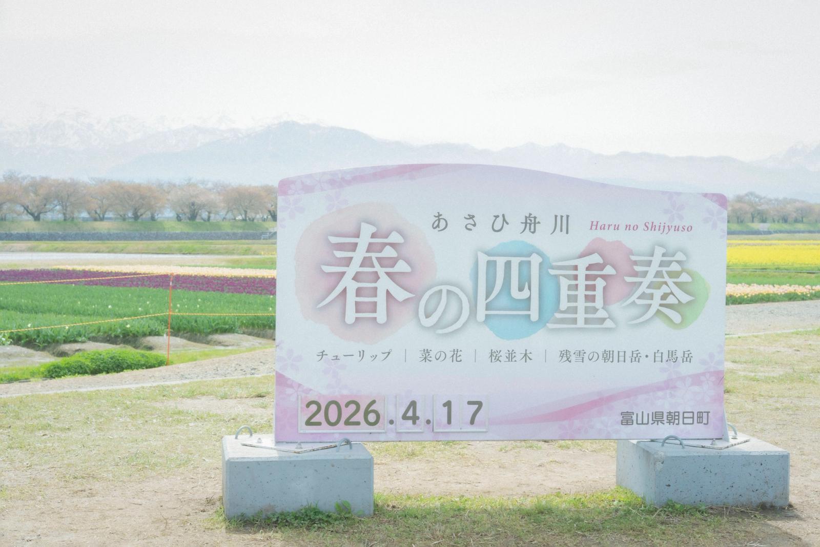 富山県朝日町あさひ舟川『春の四重奏』