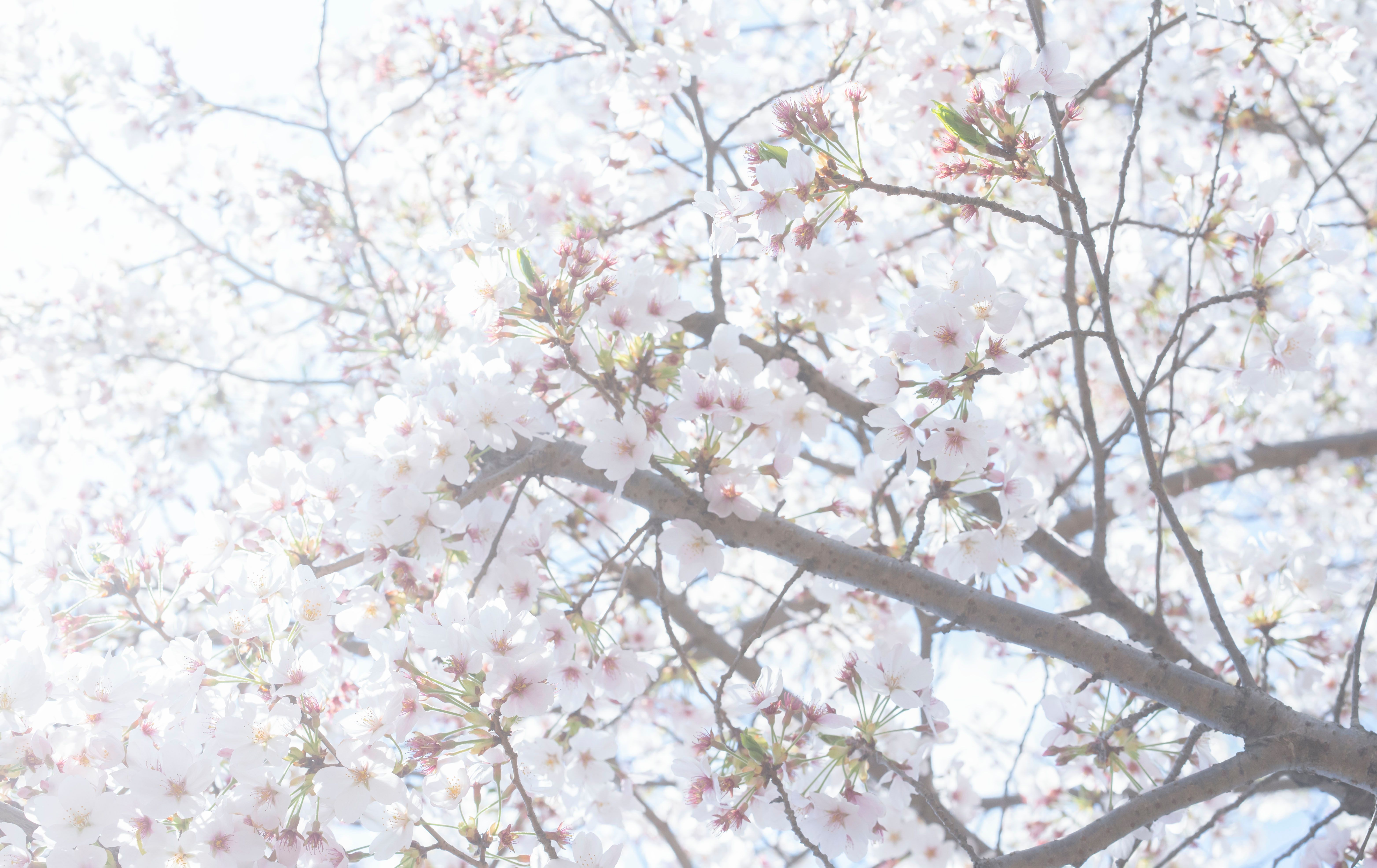 桜とこもれびが差し込む日本の春の風景