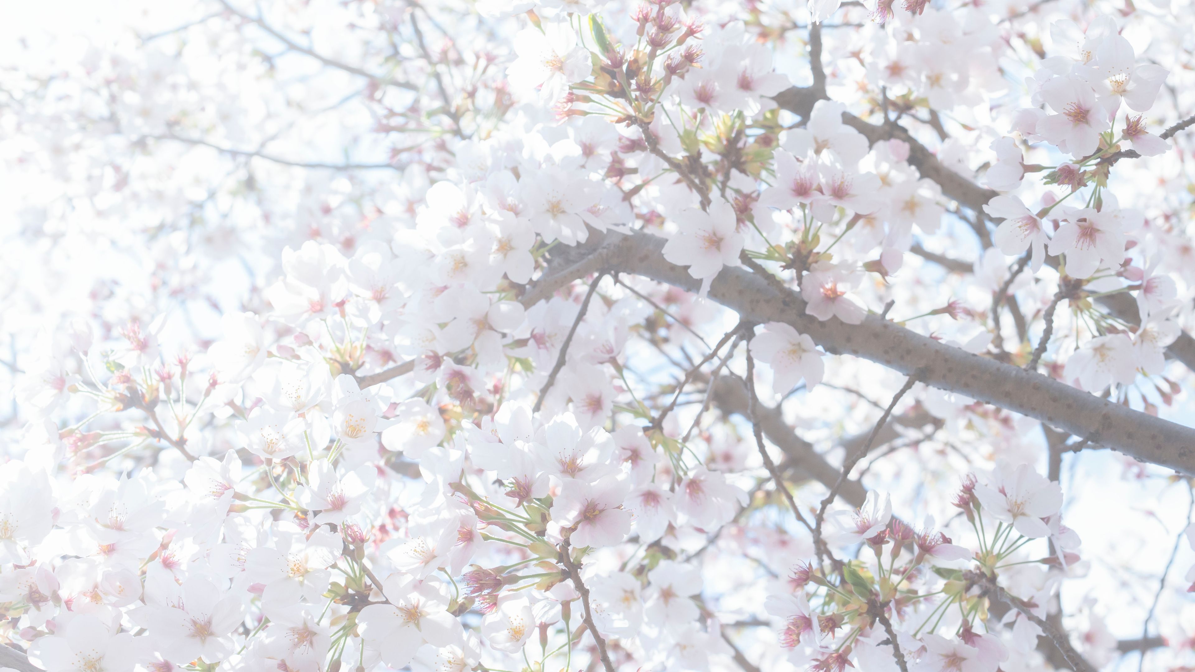 桜とこもれびが差し込む日本の春の風景