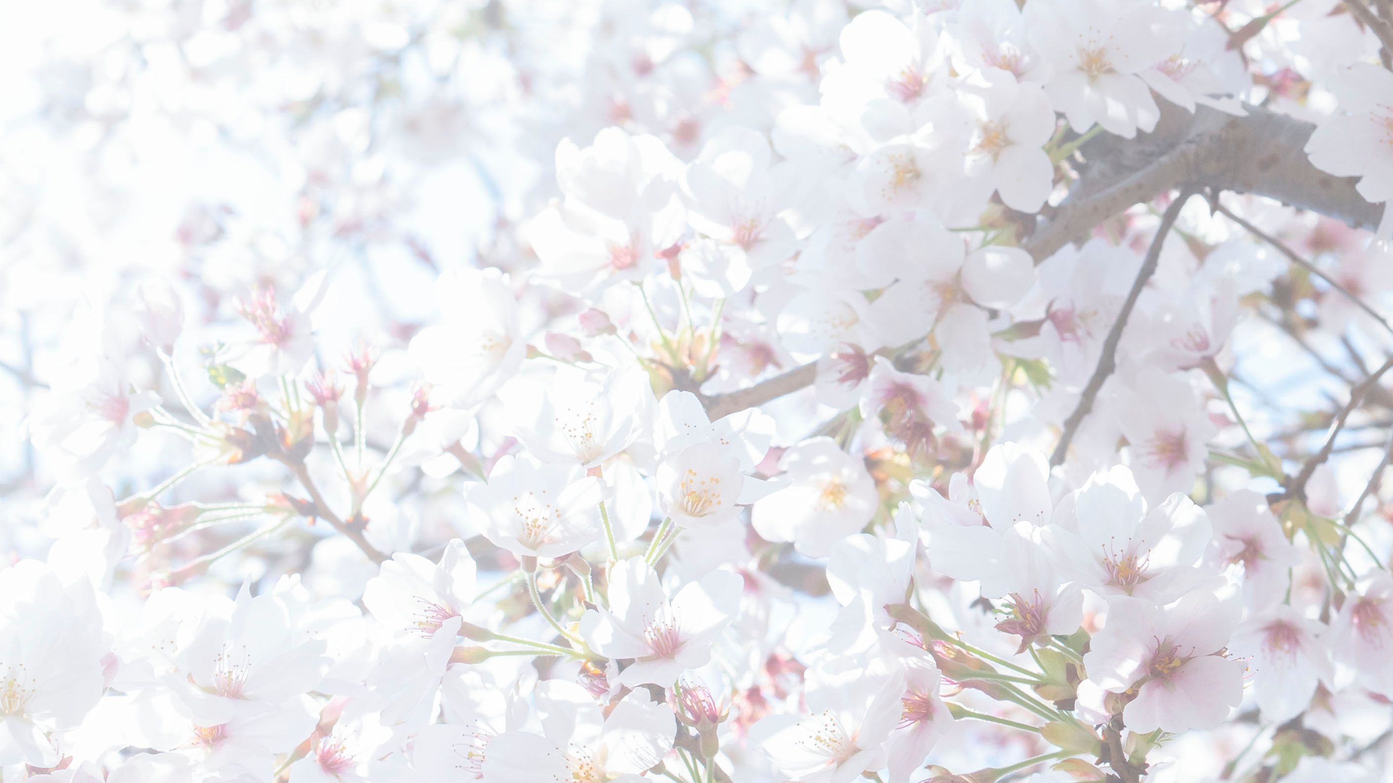 桜とこもれびが差し込む日本の春の風景