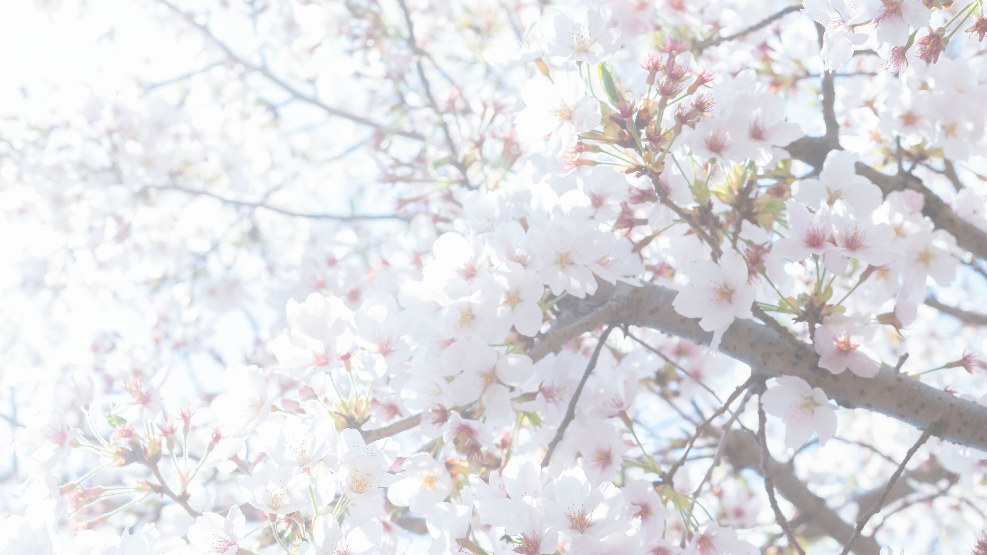 桜とこもれびが差し込む日本の春の風景