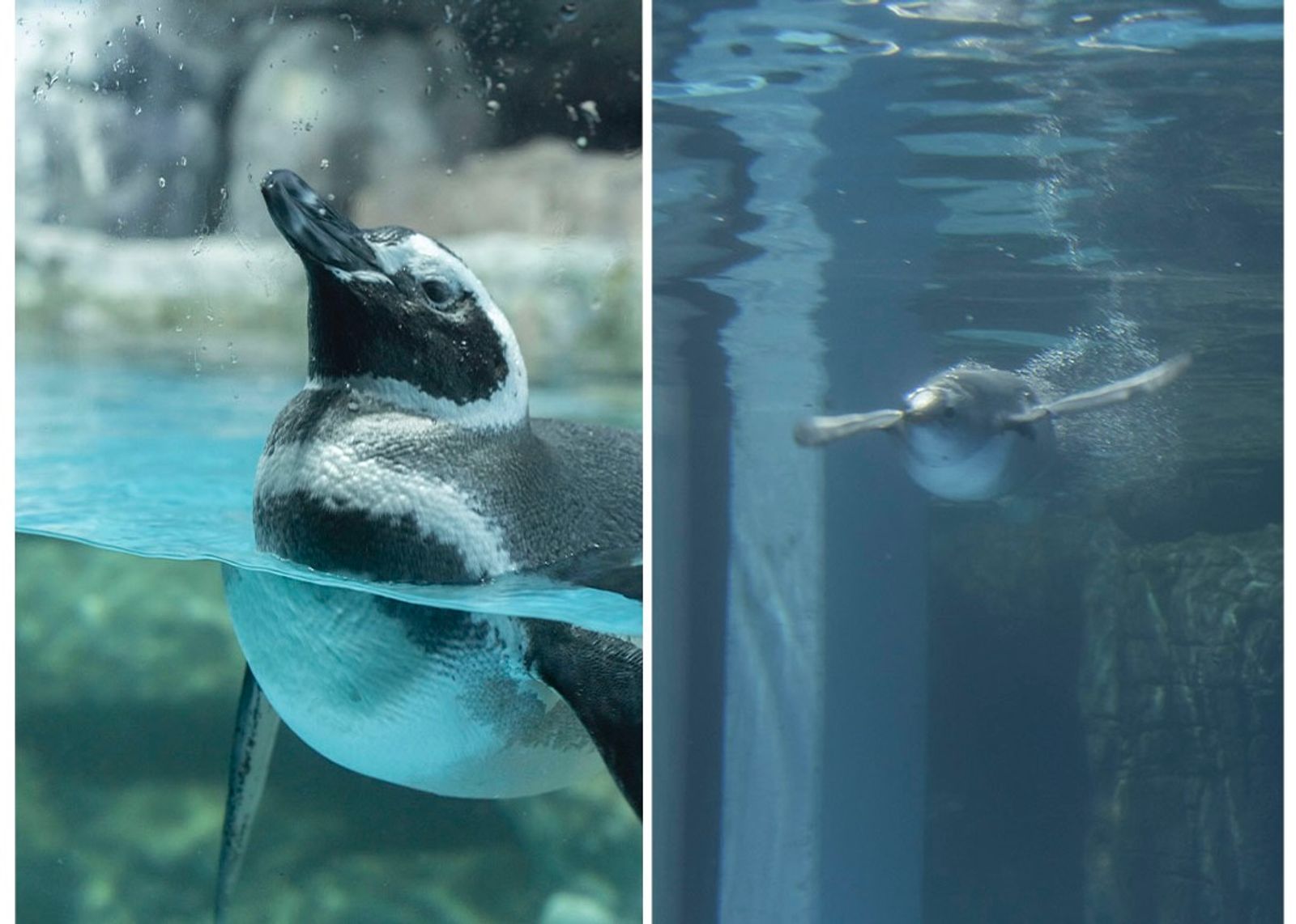 可愛いペンギンたち