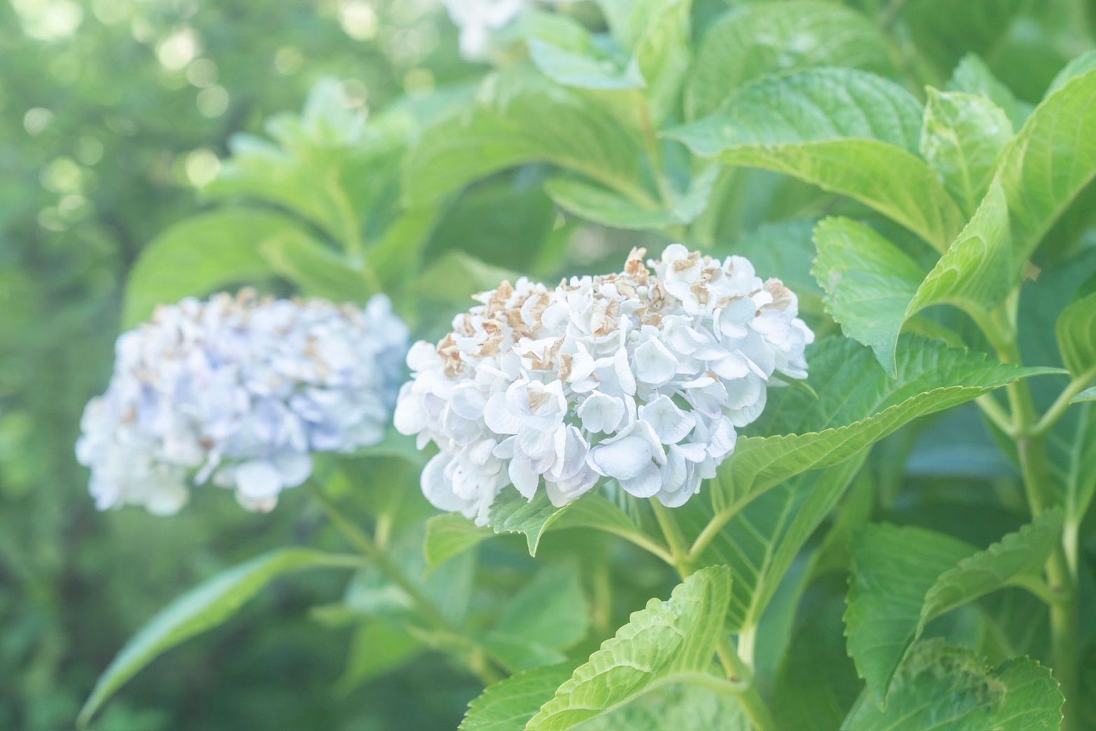 Hydrangea