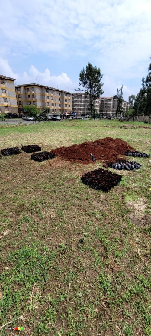 Filling Potting Potting Bags - Nairobi Dam Tree Nursery ​​​​‌﻿‍﻿​‍​‍‌‍﻿﻿‌﻿​‍‌‍‍‌‌‍‌﻿‌‍‍‌‌‍﻿‍​‍​‍​﻿‍‍​‍​‍‌﻿​﻿‌‍​‌‌‍﻿‍‌‍‍‌‌﻿‌​‌﻿‍‌​‍﻿‍‌‍‍‌‌‍﻿﻿​‍​‍​‍﻿​​‍​‍‌‍‍​‌﻿​‍‌‍‌‌‌‍‌‍​‍​‍​﻿‍‍​‍​‍‌‍‍​‌﻿‌​‌﻿‌​‌﻿​​‌﻿​﻿​﻿‍‍​‍﻿﻿​‍﻿﻿‌﻿​﻿‌﻿‌​‌﻿‌‌‌‍‌​‌‍‍‌‌‍﻿﻿​‍﻿‍‌‍‌‌‌﻿‌​‌‍​﻿‌‍﻿﻿​‍﻿‌‌‍‍﻿‌‍‌‌‌‍﻿‍‌﻿‍‌‌‍​‌​‍﻿‍‌‍﻿﻿‌﻿​‍‌‍‌﻿​‍﻿﻿‌‍‍‌‌‍﻿‍‌﻿‌​‌‍‌‌‌‍﻿‍‌﻿‌​​‍﻿﻿‌‍‌‌‌‍‌​‌‍‍‌‌﻿‌​​‍﻿﻿‌‍﻿‌‌‍﻿﻿‌‍‌​‌‍‌‌​﻿﻿‌‌﻿​​‌﻿​‍‌‍‌‌‌﻿​﻿‌‍‌‌‌‍﻿‍‌﻿‌​‌‍​‌‌﻿‌​‌‍‍‌‌‍﻿﻿‌‍﻿‍​﻿‍﻿‌‍‍‌‌‍‌​​﻿﻿‌‌‍​‍​﻿​​​﻿‍​​﻿​​​﻿​﻿​﻿‍​‌‍​﻿​﻿​‌​‍﻿‌​﻿‌​‌‍‌‍‌‍​﻿​﻿​​​‍﻿‌​﻿‌​‌‍‌‍‌‍​‌‌‍​﻿​‍﻿‌​﻿‍​‌‍‌‌‌‍​﻿‌‍​‍​‍﻿‌‌‍​‌​﻿‌‍‌‍​﻿​﻿‌‌​﻿‌‌‌‍‌​​﻿​​​﻿‌﻿​﻿‍‌​﻿‌​​﻿‌‍​﻿‍‌​﻿‍﻿‌﻿‌​‌﻿‍‌‌﻿​​‌‍‌‌​﻿﻿‌‌﻿​​‌‍﻿﻿‌﻿​﻿‌﻿‌​​﻿‍﻿‌﻿​​‌‍​‌‌﻿‌​‌‍‍​​﻿﻿‌‌﻿‌​‌‍‍‌‌﻿‌​‌‍﻿​‌‍‌‌​﻿﻿﻿‌‍​‍‌‍​‌‌﻿​﻿‌‍‌‌‌‌‌‌‌﻿​‍‌‍﻿​​﻿﻿‌‌‍‍​‌﻿‌​‌﻿‌​‌﻿​​‌﻿​﻿​‍‌‌​﻿​﻿‌​​‌​‍‌‌​﻿​‍‌​‌‍​‍‌‌​﻿​‍‌​‌‍‌﻿​﻿‌﻿‌​‌﻿‌‌‌‍‌​‌‍‍‌‌‍﻿﻿​‍﻿‍‌‍‌‌‌﻿‌​‌‍​﻿‌‍﻿﻿​‍﻿‌‌‍‍﻿‌‍‌‌‌‍﻿‍‌﻿‍‌‌‍​‌​‍﻿‍‌‍﻿﻿‌﻿​‍‌‍‌﻿​‍‌‍‌‍‍‌‌‍‌​​﻿﻿‌‌‍​‍​﻿​​​﻿‍​​﻿​​​﻿​﻿​﻿‍​‌‍​﻿​﻿​‌​‍﻿‌​﻿‌​‌‍‌‍‌‍​﻿​﻿​​​‍﻿‌​﻿‌​‌‍‌‍‌‍​‌‌‍​﻿​‍﻿‌​﻿‍​‌‍‌‌‌‍​﻿‌‍​‍​‍﻿‌‌‍​‌​﻿‌‍‌‍​﻿​﻿‌‌​﻿‌‌‌‍‌​​﻿​​​﻿‌﻿​﻿‍‌​﻿‌​​﻿‌‍​﻿‍‌​‍‌‍‌﻿‌​‌﻿‍‌‌﻿​​‌‍‌‌​﻿﻿‌‌﻿​​‌‍﻿﻿‌﻿​﻿‌﻿‌​​‍‌‍‌﻿​​‌‍​‌‌﻿‌​‌‍‍​​﻿﻿‌‌﻿‌​‌‍‍‌‌﻿‌​‌‍﻿​‌‍‌‌​‍​‍‌﻿﻿‌