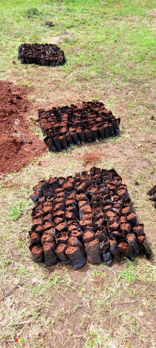 Filling Potting Potting Bags - Nairobi Dam Tree Nursery ​​​​‌﻿‍﻿​‍​‍‌‍﻿﻿‌﻿​‍‌‍‍‌‌‍‌﻿‌‍‍‌‌‍﻿‍​‍​‍​﻿‍‍​‍​‍‌﻿​﻿‌‍​‌‌‍﻿‍‌‍‍‌‌﻿‌​‌﻿‍‌​‍﻿‍‌‍‍‌‌‍﻿﻿​‍​‍​‍﻿​​‍​‍‌‍‍​‌﻿​‍‌‍‌‌‌‍‌‍​‍​‍​﻿‍‍​‍​‍‌‍‍​‌﻿‌​‌﻿‌​‌﻿​​‌﻿​﻿​﻿‍‍​‍﻿﻿​‍﻿﻿‌﻿​﻿‌﻿‌​‌﻿‌‌‌‍‌​‌‍‍‌‌‍﻿﻿​‍﻿‍‌‍‌‌‌﻿‌​‌‍​﻿‌‍﻿﻿​‍﻿‌‌‍‍﻿‌‍‌‌‌‍﻿‍‌﻿‍‌‌‍​‌​‍﻿‍‌‍﻿﻿‌﻿​‍‌‍‌﻿​‍﻿﻿‌‍‍‌‌‍﻿‍‌﻿‌​‌‍‌‌‌‍﻿‍‌﻿‌​​‍﻿﻿‌‍‌‌‌‍‌​‌‍‍‌‌﻿‌​​‍﻿﻿‌‍﻿‌‌‍﻿﻿‌‍‌​‌‍‌‌​﻿﻿‌‌﻿​​‌﻿​‍‌‍‌‌‌﻿​﻿‌‍‌‌‌‍﻿‍‌﻿‌​‌‍​‌‌﻿‌​‌‍‍‌‌‍﻿﻿‌‍﻿‍​﻿‍﻿‌‍‍‌‌‍‌​​﻿﻿‌‌‍​‍​﻿​​​﻿‍​​﻿​​​﻿​﻿​﻿‍​‌‍​﻿​﻿​‌​‍﻿‌​﻿‌​‌‍‌‍‌‍​﻿​﻿​​​‍﻿‌​﻿‌​‌‍‌‍‌‍​‌‌‍​﻿​‍﻿‌​﻿‍​‌‍‌‌‌‍​﻿‌‍​‍​‍﻿‌‌‍​‌​﻿‌‍‌‍​﻿​﻿‌‌​﻿‌‌‌‍‌​​﻿​​​﻿‌﻿​﻿‍‌​﻿‌​​﻿‌‍​﻿‍‌​﻿‍﻿‌﻿‌​‌﻿‍‌‌﻿​​‌‍‌‌​﻿﻿‌‌﻿​​‌‍﻿﻿‌﻿​﻿‌﻿‌​​﻿‍﻿‌﻿​​‌‍​‌‌﻿‌​‌‍‍​​﻿﻿‌‌﻿‌​‌‍‍‌‌﻿‌​‌‍﻿​‌‍‌‌​﻿﻿﻿‌‍​‍‌‍​‌‌﻿​﻿‌‍‌‌‌‌‌‌‌﻿​‍‌‍﻿​​﻿﻿‌‌‍‍​‌﻿‌​‌﻿‌​‌﻿​​‌﻿​﻿​‍‌‌​﻿​﻿‌​​‌​‍‌‌​﻿​‍‌​‌‍​‍‌‌​﻿​‍‌​‌‍‌﻿​﻿‌﻿‌​‌﻿‌‌‌‍‌​‌‍‍‌‌‍﻿﻿​‍﻿‍‌‍‌‌‌﻿‌​‌‍​﻿‌‍﻿﻿​‍﻿‌‌‍‍﻿‌‍‌‌‌‍﻿‍‌﻿‍‌‌‍​‌​‍﻿‍‌‍﻿﻿‌﻿​‍‌‍‌﻿​‍‌‍‌‍‍‌‌‍‌​​﻿﻿‌‌‍​‍​﻿​​​﻿‍​​﻿​​​﻿​﻿​﻿‍​‌‍​﻿​﻿​‌​‍﻿‌​﻿‌​‌‍‌‍‌‍​﻿​﻿​​​‍﻿‌​﻿‌​‌‍‌‍‌‍​‌‌‍​﻿​‍﻿‌​﻿‍​‌‍‌‌‌‍​﻿‌‍​‍​‍﻿‌‌‍​‌​﻿‌‍‌‍​﻿​﻿‌‌​﻿‌‌‌‍‌​​﻿​​​﻿‌﻿​﻿‍‌​﻿‌​​﻿‌‍​﻿‍‌​‍‌‍‌﻿‌​‌﻿‍‌‌﻿​​‌‍‌‌​﻿﻿‌‌﻿​​‌‍﻿﻿‌﻿​﻿‌﻿‌​​‍‌‍‌﻿​​‌‍​‌‌﻿‌​‌‍‍​​﻿﻿‌‌﻿‌​‌‍‍‌‌﻿‌​‌‍﻿​‌‍‌‌​‍​‍‌﻿﻿‌