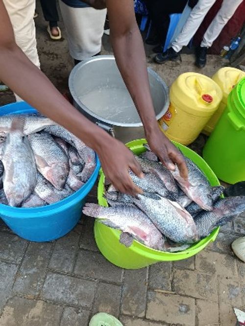 Another day for Fish - Ugali after Clean Up.​​​​‌﻿‍﻿​‍​‍‌‍﻿﻿‌﻿​‍‌‍‍‌‌‍‌﻿‌‍‍‌‌‍﻿‍​‍​‍​﻿‍‍​‍​‍‌﻿​﻿‌‍​‌‌‍﻿‍‌‍‍‌‌﻿‌​‌﻿‍‌​‍﻿‍‌‍‍‌‌‍﻿﻿​‍​‍​‍﻿​​‍​‍‌‍‍​‌﻿​‍‌‍‌‌‌‍‌‍​‍​‍​﻿‍‍​‍​‍‌‍‍​‌﻿‌​‌﻿‌​‌﻿​​‌﻿​﻿​﻿‍‍​‍﻿﻿​‍﻿﻿‌﻿​﻿‌﻿‌​‌﻿‌‌‌‍‌​‌‍‍‌‌‍﻿﻿​‍﻿‍‌‍‌‌‌﻿‌​‌‍​﻿‌‍﻿﻿​‍﻿‌‌‍‍﻿‌‍‌‌‌‍﻿‍‌﻿‍‌‌‍​‌​‍﻿‍‌‍﻿﻿‌﻿​‍‌‍‌﻿​‍﻿﻿‌‍‍‌‌‍﻿‍‌﻿‌​‌‍‌‌‌‍﻿‍‌﻿‌​​‍﻿﻿‌‍‌‌‌‍‌​‌‍‍‌‌﻿‌​​‍﻿﻿‌‍﻿‌‌‍﻿﻿‌‍‌​‌‍‌‌​﻿﻿‌‌﻿​​‌﻿​‍‌‍‌‌‌﻿​﻿‌‍‌‌‌‍﻿‍‌﻿‌​‌‍​‌‌﻿‌​‌‍‍‌‌‍﻿﻿‌‍﻿‍​﻿‍﻿‌‍‍‌‌‍‌​​﻿﻿‌‌‍​‌‌‍‌‍​﻿‍‌‌‍​﻿‌‍​‍‌‍‌​​﻿​‍​﻿‌﻿​‍﻿‌​﻿​﻿‌‍‌​‌‍‌‌​﻿​‌​‍﻿‌​﻿‌​​﻿‍​​﻿‌​​﻿‌‍​‍﻿‌‌‍​‍​﻿‌‌‌‍​‍​﻿​﻿​‍﻿‌‌‍​﻿‌‍​‍​﻿​‌‌‍‌‌​﻿‌‌‌‍‌​‌‍‌‍​﻿‍‌‌‍‌​​﻿‌‌‌‍​‍‌‍​‍​﻿‍﻿‌﻿‌​‌﻿‍‌‌﻿​​‌‍‌‌​﻿﻿‌‌﻿​​‌‍﻿﻿‌﻿​﻿‌﻿‌​​﻿‍﻿‌﻿​​‌‍​‌‌﻿‌​‌‍‍​​﻿﻿‌‌﻿‌​‌‍‍‌‌﻿‌​‌‍﻿​‌‍‌‌​﻿﻿﻿‌‍​‍‌‍​‌‌﻿​﻿‌‍‌‌‌‌‌‌‌﻿​‍‌‍﻿​​﻿﻿‌‌‍‍​‌﻿‌​‌﻿‌​‌﻿​​‌﻿​﻿​‍‌‌​﻿​﻿‌​​‌​‍‌‌​﻿​‍‌​‌‍​‍‌‌​﻿​‍‌​‌‍‌﻿​﻿‌﻿‌​‌﻿‌‌‌‍‌​‌‍‍‌‌‍﻿﻿​‍﻿‍‌‍‌‌‌﻿‌​‌‍​﻿‌‍﻿﻿​‍﻿‌‌‍‍﻿‌‍‌‌‌‍﻿‍‌﻿‍‌‌‍​‌​‍﻿‍‌‍﻿﻿‌﻿​‍‌‍‌﻿​‍‌‍‌‍‍‌‌‍‌​​﻿﻿‌‌‍​‌‌‍‌‍​﻿‍‌‌‍​﻿‌‍​‍‌‍‌​​﻿​‍​﻿‌﻿​‍﻿‌​﻿​﻿‌‍‌​‌‍‌‌​﻿​‌​‍﻿‌​﻿‌​​﻿‍​​﻿‌​​﻿‌‍​‍﻿‌‌‍​‍​﻿‌‌‌‍​‍​﻿​﻿​‍﻿‌‌‍​﻿‌‍​‍​﻿​‌‌‍‌‌​﻿‌‌‌‍‌​‌‍‌‍​﻿‍‌‌‍‌​​﻿‌‌‌‍​‍‌‍​‍​‍‌‍‌﻿‌​‌﻿‍‌‌﻿​​‌‍‌‌​﻿﻿‌‌﻿​​‌‍﻿﻿‌﻿​﻿‌﻿‌​​‍‌‍‌﻿​​‌‍​‌‌﻿‌​‌‍‍​​﻿﻿‌‌﻿‌​‌‍‍‌‌﻿‌​‌‍﻿​‌‍‌‌​‍​‍‌﻿﻿‌