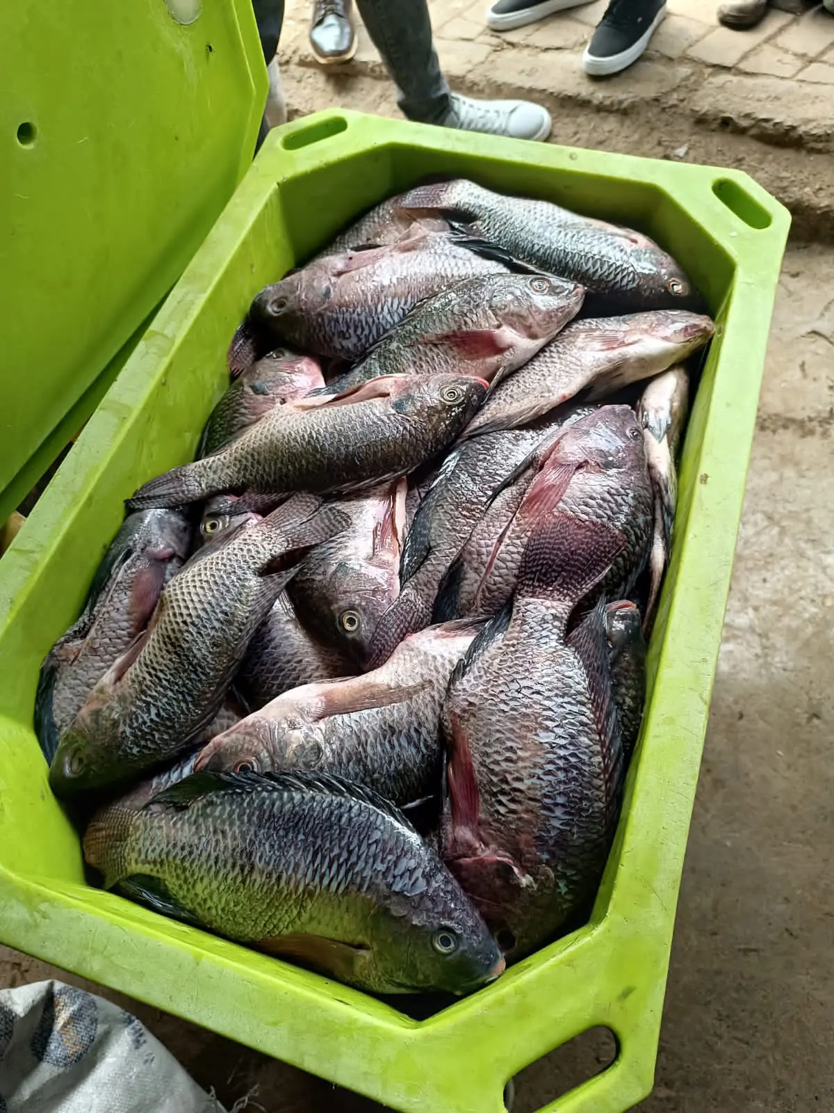 Victory Farms Kenya Supports ETCO. field report image