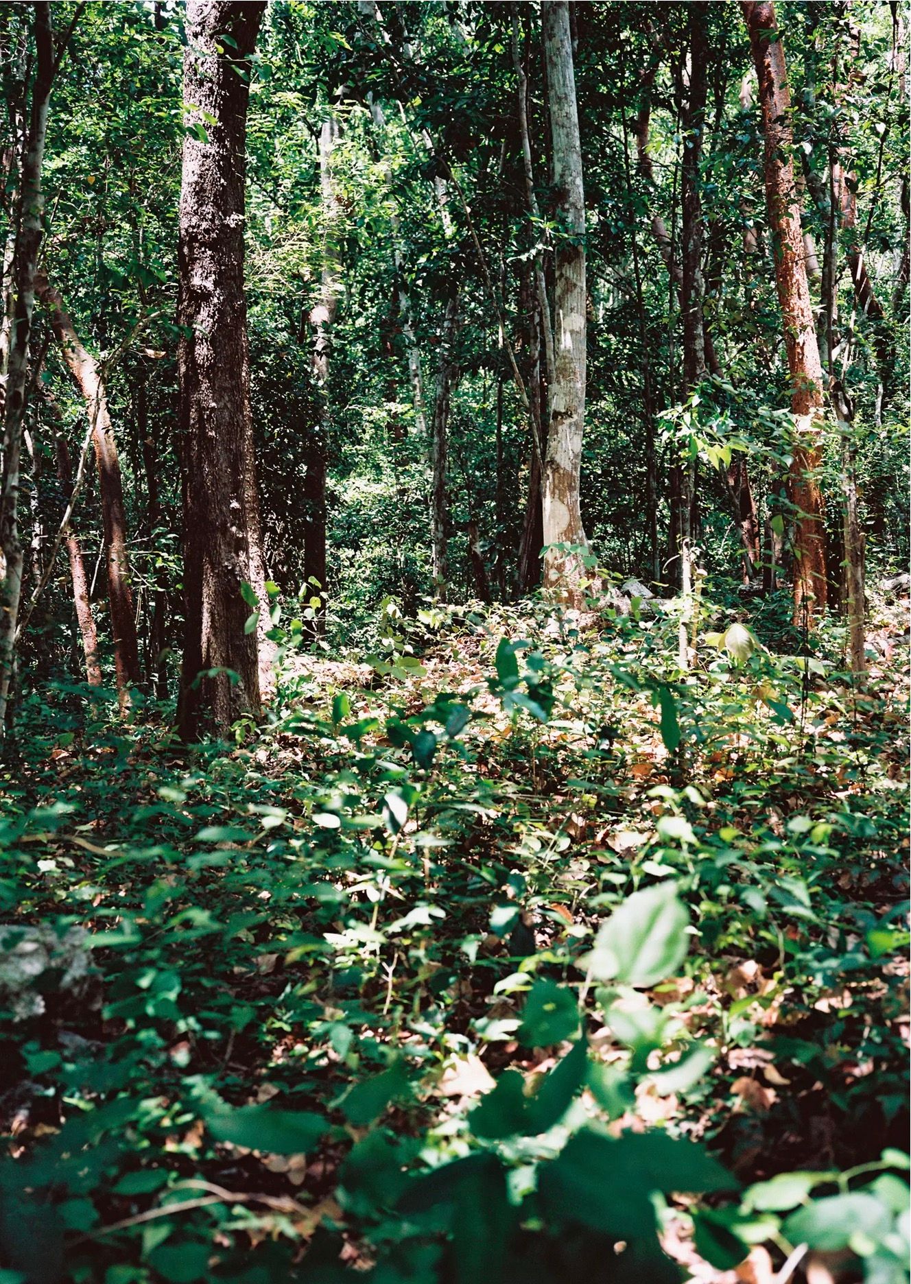 MUNDO MAYA, image 6