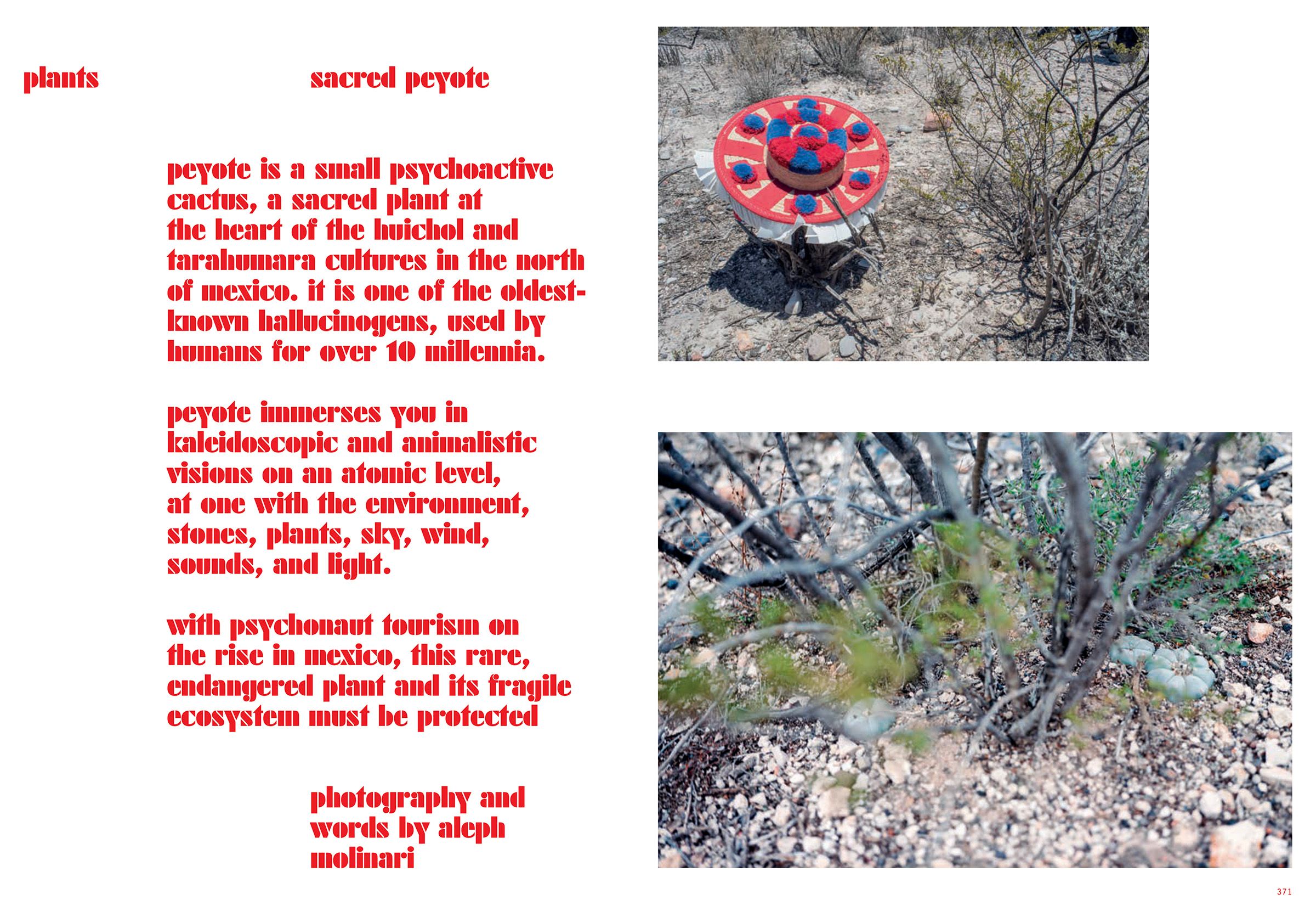 SACRED PEYOTE, image 1