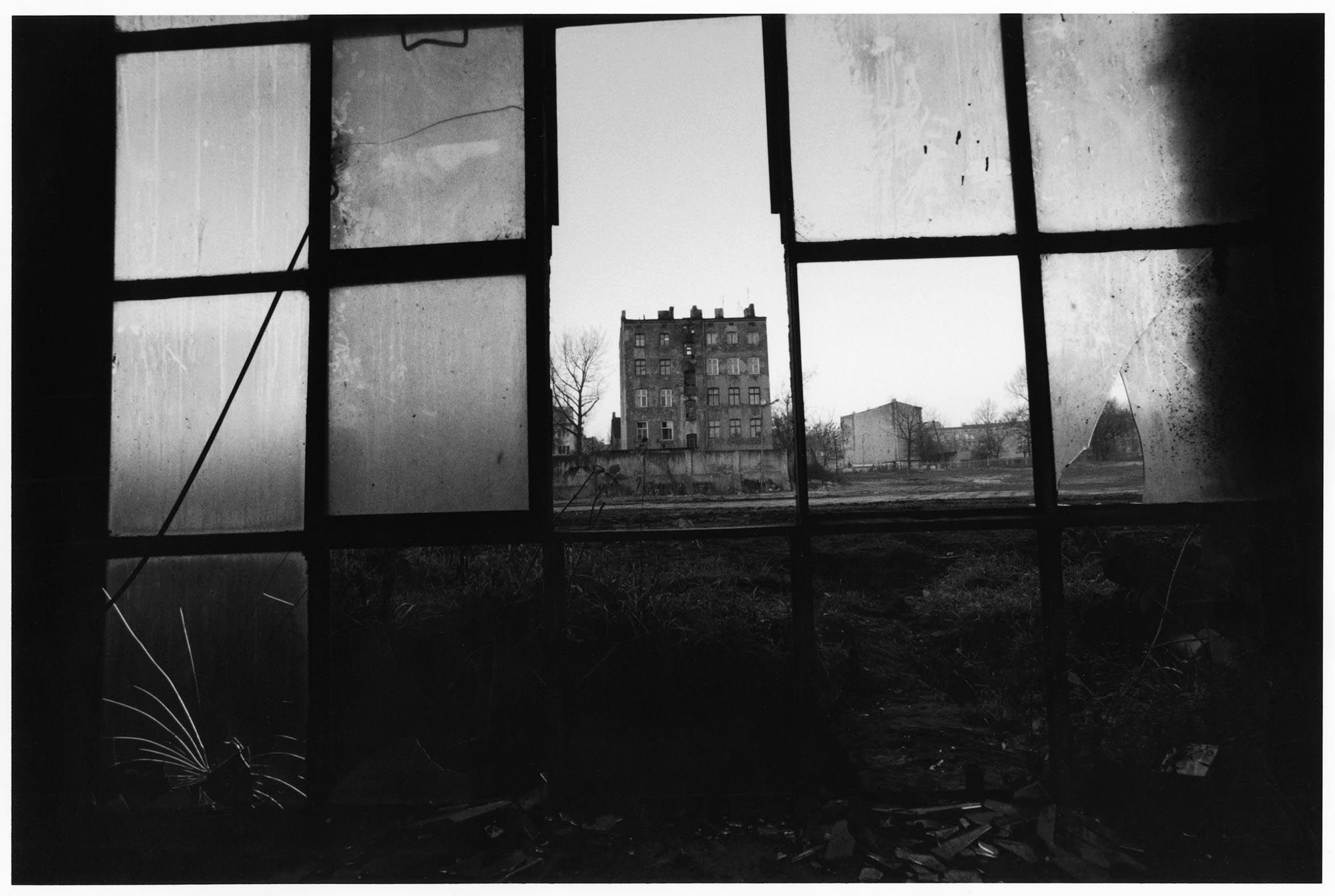 DAVID LYNCH, image 3