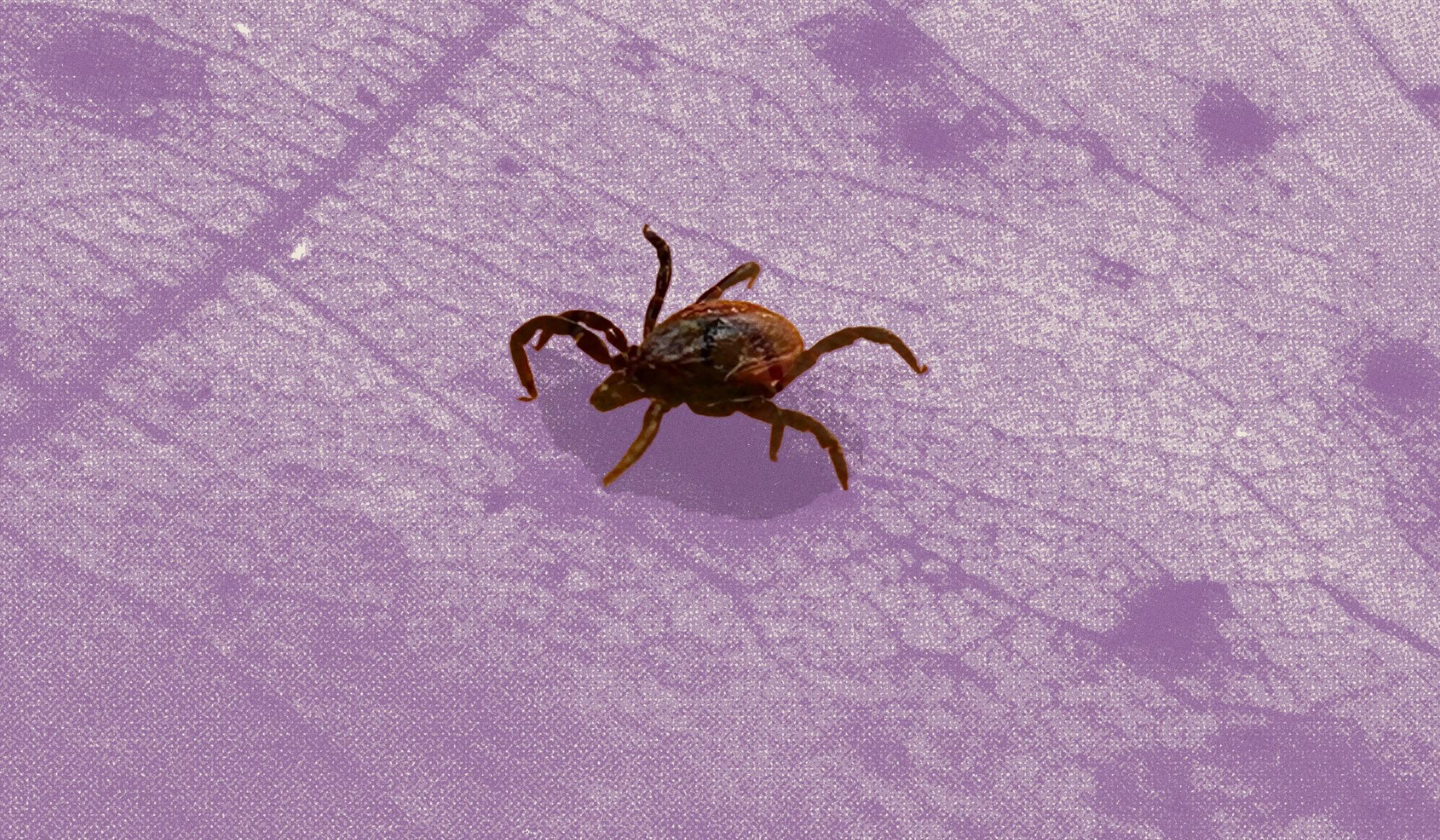 Canadian scientists import U.S. ticks for Lyme disease research – but that’s about to change