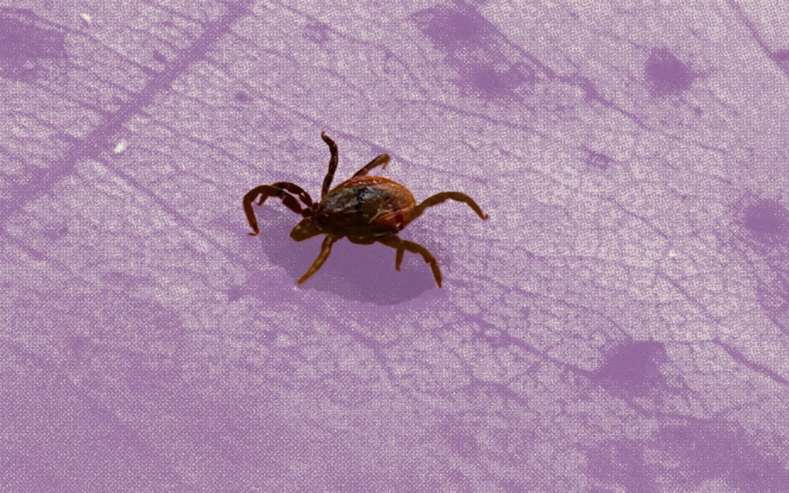 Canadian scientists import U.S. ticks for Lyme disease research – but that’s about to change