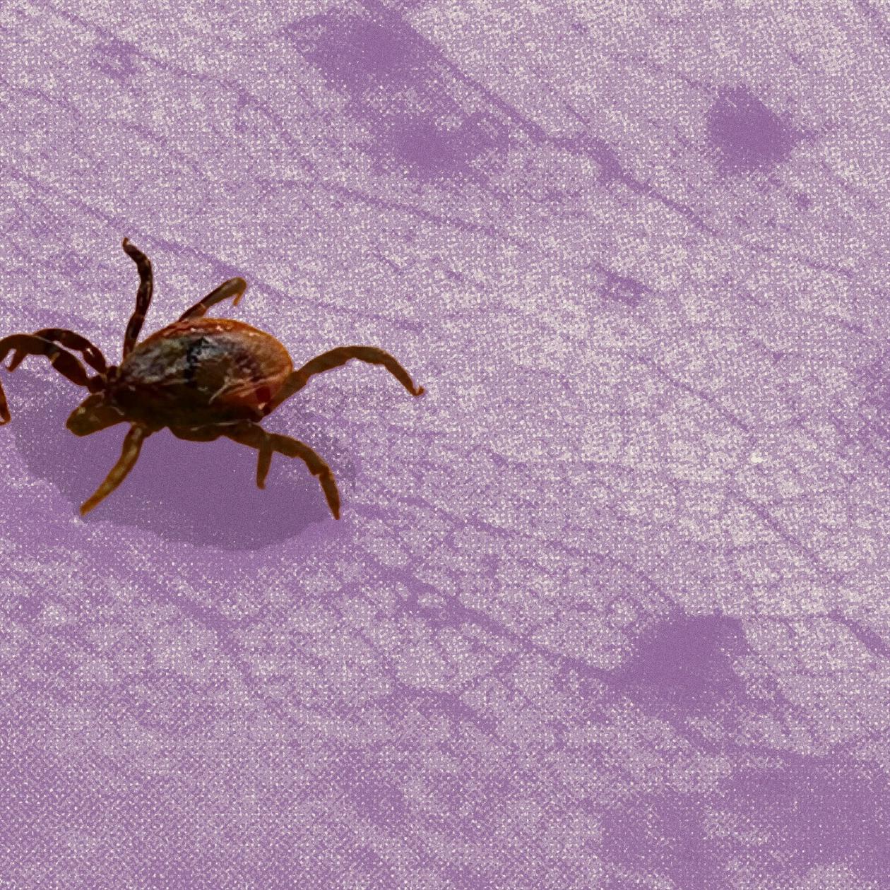 Canadian scientists import U.S. ticks for Lyme disease research – but that’s about to change