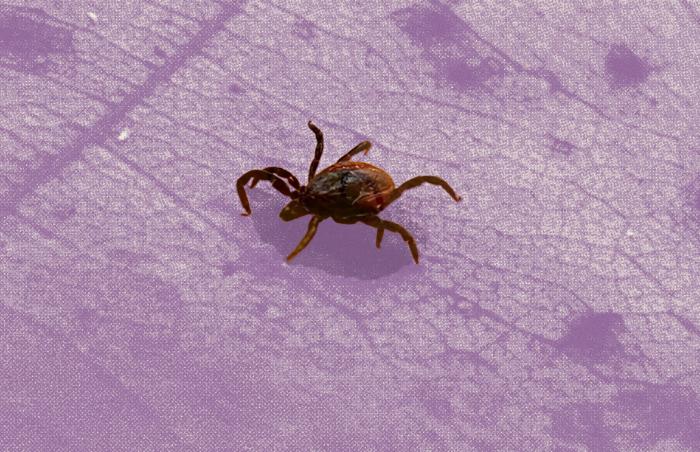 Canada imports U.S. ticks for Lyme disease research – but that’s about to change