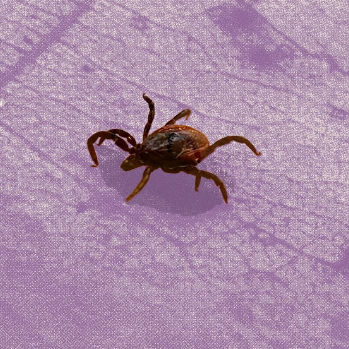 Canada imports U.S. ticks for Lyme disease research – but that’s about to change