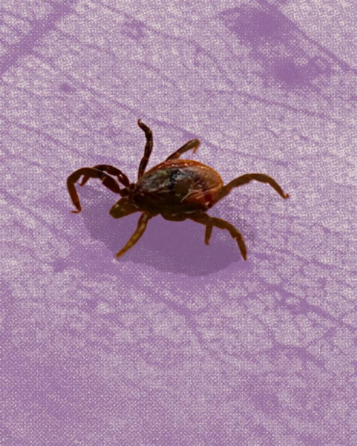 Canada imports U.S. ticks for Lyme disease research – but that’s about to change