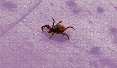 Canada imports U.S. ticks for Lyme disease research – but that’s about to change