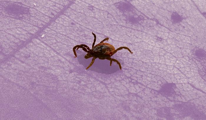 Canada imports U.S. ticks for Lyme disease research – but that’s about to change