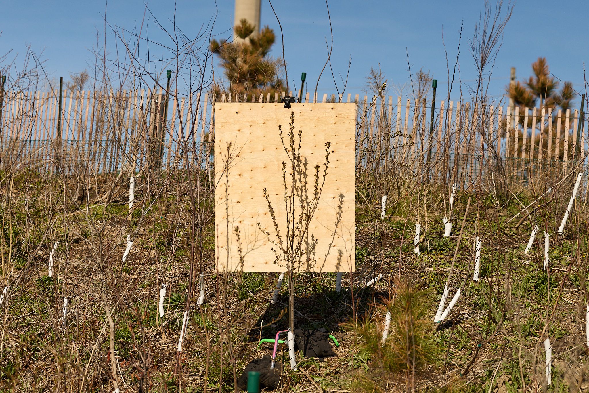 Spring bloom on a young plum tree at Leslie Lookout Park, a newly established park in Toronto, Ontario. April 27, 2026.