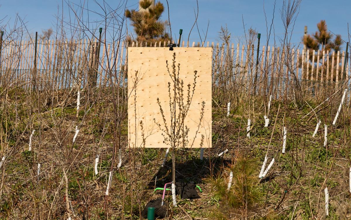 Spring bloom on a young plum tree at Leslie Lookout Park, a newly established park in Toronto, Ontario. April 27, 2026.
