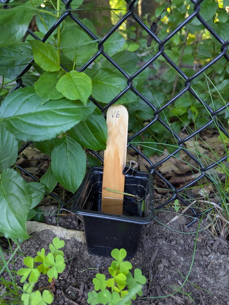 An ovitrap made of a craft stick in a pot with water and stalks of grass. Tiger mosquito monitors put it their backyards for five to seven days to collect mosquito eggs.