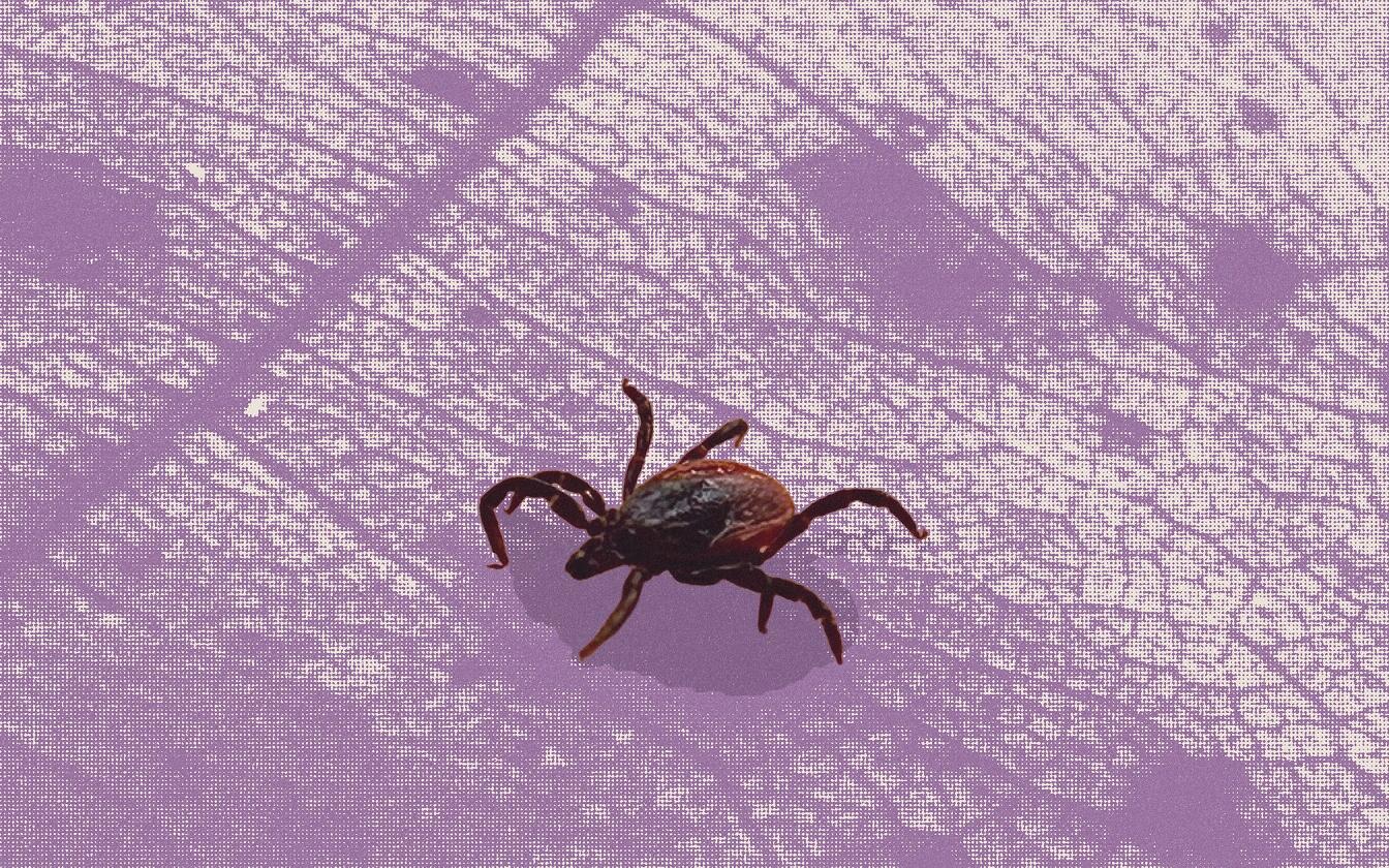 Canadian scientists import U.S. ticks for Lyme disease research – but that’s about to change