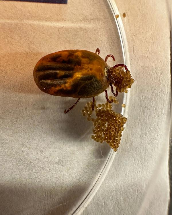A tick that is laying eggs is a Dermacentor variabilis female (American dog tick)