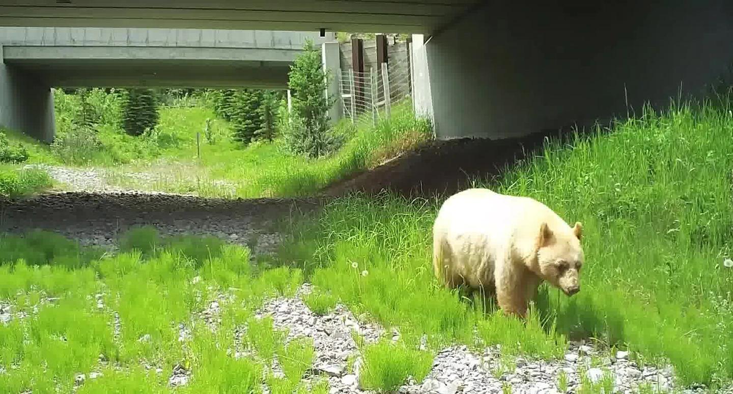 blonde grizzly