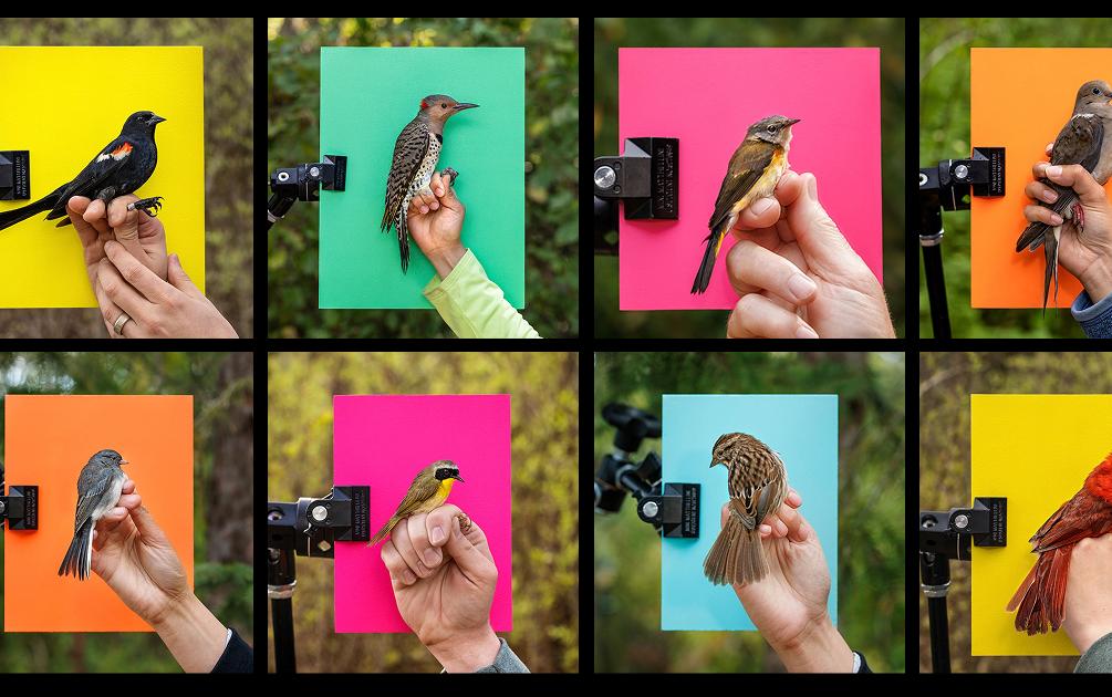 Top row, from left to right: A red-winged blackbird; a northern flicker; an American redstart; a mourning dove. Bottom row, l to r: a slate-coloured junco; a common yellowthroat; a song sparrow; a Northern cardinal. All are in the process of being banded at the Long Point Bird Observatory.