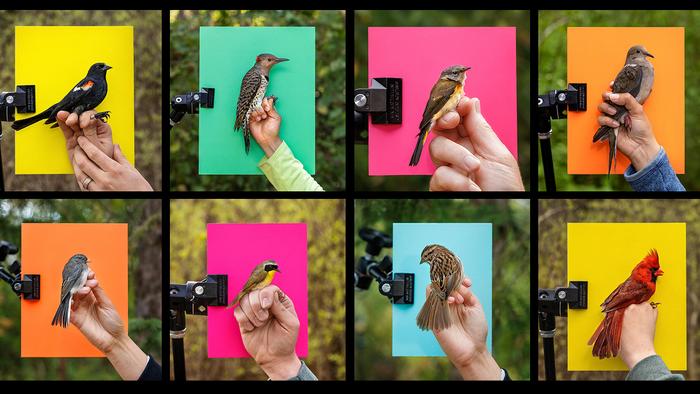 Top row, from left to right: A red-winged blackbird; a northern flicker; an American redstart; a mourning dove. Bottom row, l to r: a slate-coloured junco; a common yellowthroat; a song sparrow; a Northern cardinal. All are in the process of being banded at the Long Point Bird Observatory.