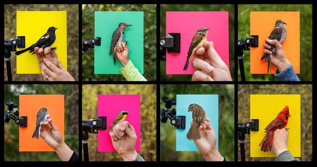 Top row, from left to right: A red-winged blackbird; a northern flicker; an American redstart; a mourning dove. Bottom row, l to r: a slate-coloured junco; a common yellowthroat; a song sparrow; a Northern cardinal. All are in  the process of being banded at the Long Point Bird Observatory. 