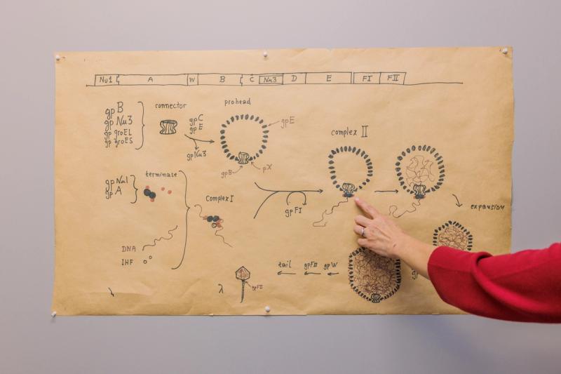 Dr. Karen Maxwell, a biochemistry professor at the University of Toronto’s Temerty Faculty of Medicine, explains a vintage research diagram hung on her office wall at the University of Toronto in Toronto on Oct. 15, 2026. Maxwell is the recipient of the 2026 Peter Gilgan Canada Gairdner Momentum Award.